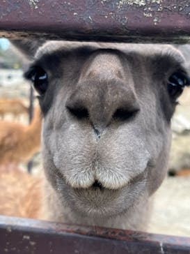 那須サファリパークに投稿された画像（2023/4/2）