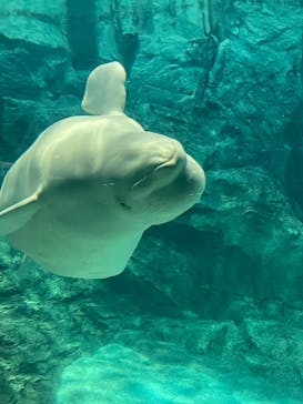 名古屋港水族館に投稿された画像（2023/4/2）