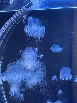 名古屋港水族館に投稿された画像（2023/4/2）