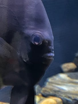 名古屋港水族館に投稿された画像（2023/4/2）