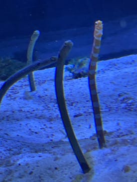 名古屋港水族館に投稿された画像（2023/4/2）