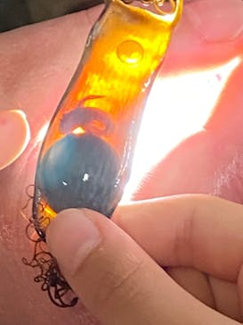 下田海中水族館に投稿された画像（2023/4/2）