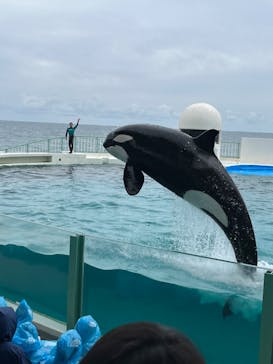 鴨川シーワールドに投稿された画像（2023/4/2）