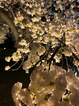 『NAKED FLOWERS 2023 桜 世界遺産・二条城』に投稿された画像（2023/4/2）
