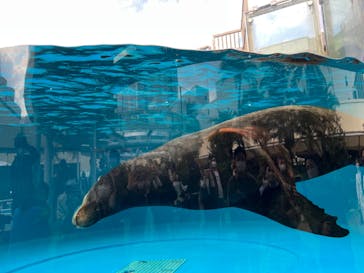 サンシャイン水族館に投稿された画像（2023/4/2）