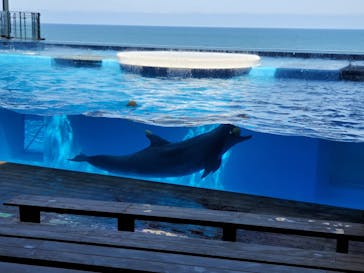 上越市立水族博物館 うみがたりに投稿された画像（2023/4/2）