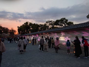 『NAKED FLOWERS 2023 桜 世界遺産・二条城』に投稿された画像（2023/4/2）