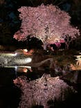 『NAKED FLOWERS 2023 桜 世界遺産・二条城』に投稿された画像（2023/4/2）
