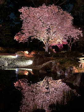 『NAKED FLOWERS 2023 桜 世界遺産・二条城』に投稿された画像（2023/4/2）