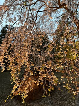 『NAKED FLOWERS 2023 桜 世界遺産・二条城』に投稿された画像（2023/4/2）