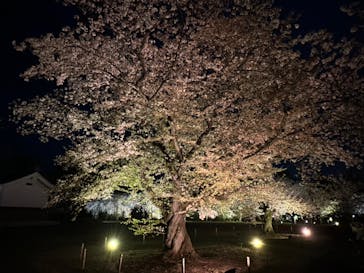 『NAKED FLOWERS 2023 桜 世界遺産・二条城』に投稿された画像（2023/4/2）