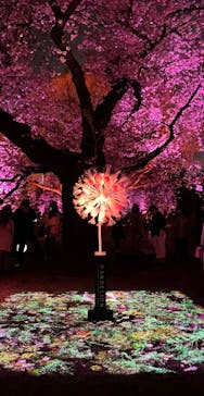 NAKED 桜の新宿御苑 2023に投稿された画像（2023/4/2）