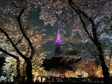 NAKED 桜の新宿御苑 2023に投稿された画像（2023/4/2）