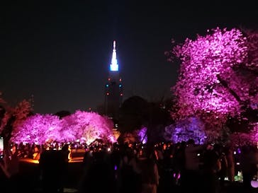 NAKED 桜の新宿御苑 2023に投稿された画像（2023/4/2）