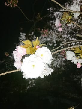 NAKED 桜の新宿御苑 2023に投稿された画像（2023/4/2）