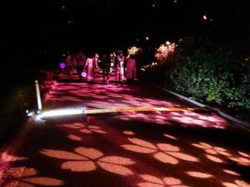 NAKED 桜の新宿御苑 2023に投稿された画像（2023/4/2）