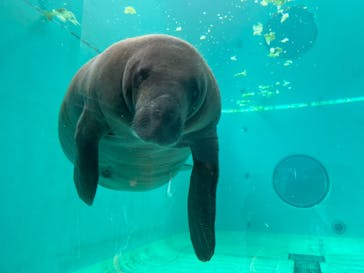 沖縄美ら海水族館に投稿された画像（2023/4/2）