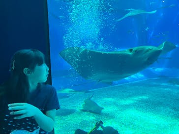 沖縄美ら海水族館に投稿された画像（2023/4/2）