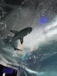 新江ノ島水族館に投稿された画像（2023/4/2）