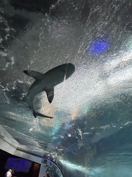 新江ノ島水族館に投稿された画像（2023/4/2）