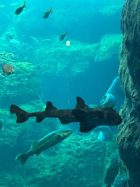 新江ノ島水族館に投稿された画像（2023/4/2）