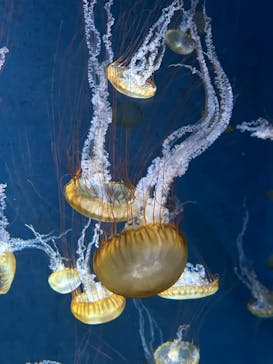 新江ノ島水族館に投稿された画像（2023/4/2）