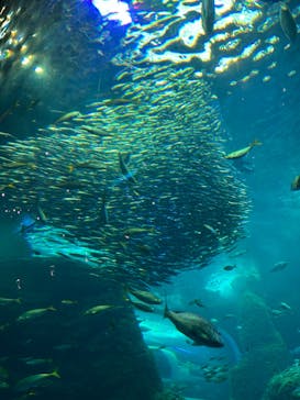 新江ノ島水族館に投稿された画像（2023/4/2）