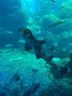 新江ノ島水族館に投稿された画像（2023/4/2）