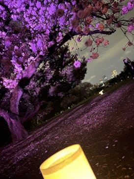 NAKED 桜の新宿御苑 2023に投稿された画像（2023/4/2）