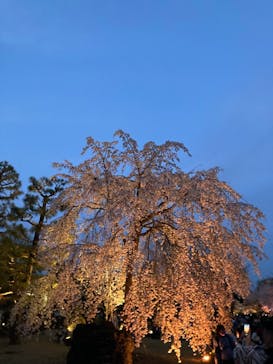 『NAKED FLOWERS 2023 桜 世界遺産・二条城』に投稿された画像（2023/4/2）