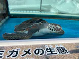 名古屋港水族館に投稿された画像（2023/4/2）