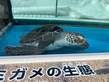 名古屋港水族館に投稿された画像（2023/4/2）