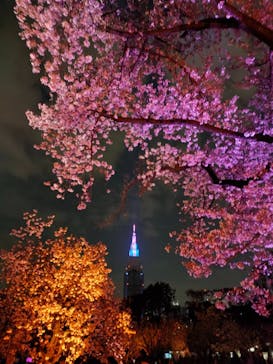 NAKED 桜の新宿御苑 2023に投稿された画像（2023/4/2）