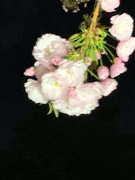 NAKED 桜の新宿御苑 2023に投稿された画像（2023/4/2）