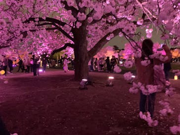 NAKED 桜の新宿御苑 2023に投稿された画像（2023/4/2）