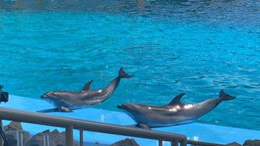 名古屋港水族館に投稿された画像（2023/4/2）