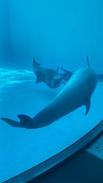 名古屋港水族館に投稿された画像（2023/4/2）