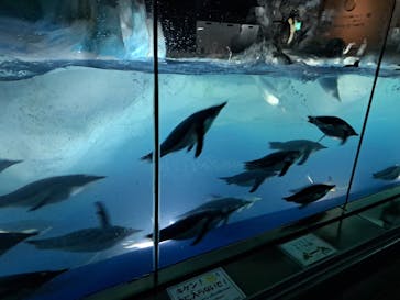 名古屋港水族館に投稿された画像（2023/4/2）