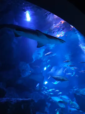 すみだ水族館に投稿された画像（2023/4/2）