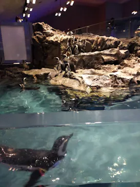 すみだ水族館に投稿された画像（2023/4/2）