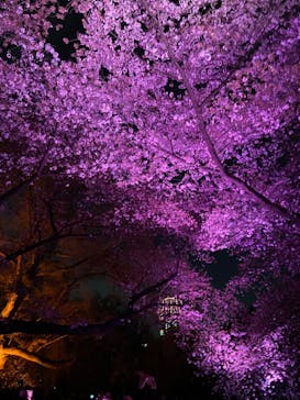 NAKED 桜の新宿御苑 2023に投稿された画像（2023/4/2）