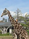 天王寺動物園に投稿された画像（2023/4/2）