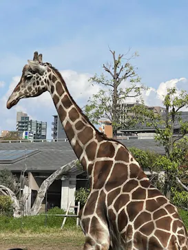 天王寺動物園に投稿された画像（2023/4/2）
