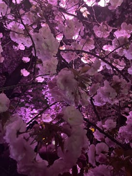 NAKED 桜の新宿御苑 2023に投稿された画像（2023/4/2）