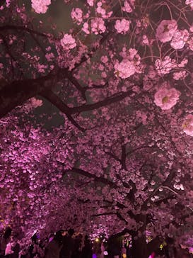 NAKED 桜の新宿御苑 2023に投稿された画像（2023/4/2）