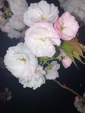 NAKED 桜の新宿御苑 2023に投稿された画像（2023/4/2）