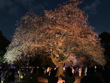 NAKED 桜の新宿御苑 2023に投稿された画像（2023/4/2）