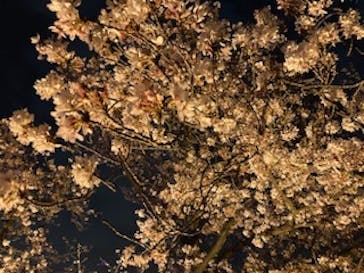 NAKED 桜の新宿御苑 2023に投稿された画像（2023/4/2）