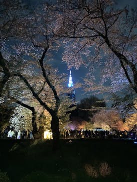 NAKED 桜の新宿御苑 2023に投稿された画像（2023/4/2）