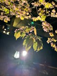 『NAKED FLOWERS 2023 桜 世界遺産・二条城』に投稿された画像（2023/4/2）